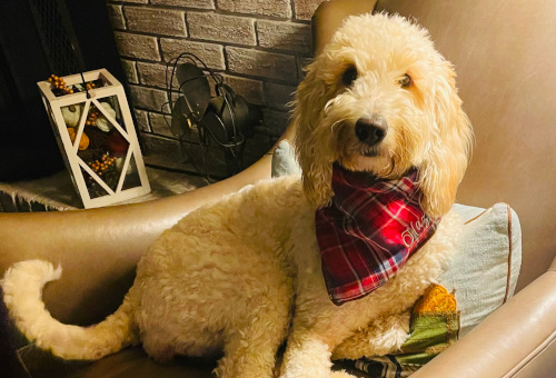 Labradoodle Breeding